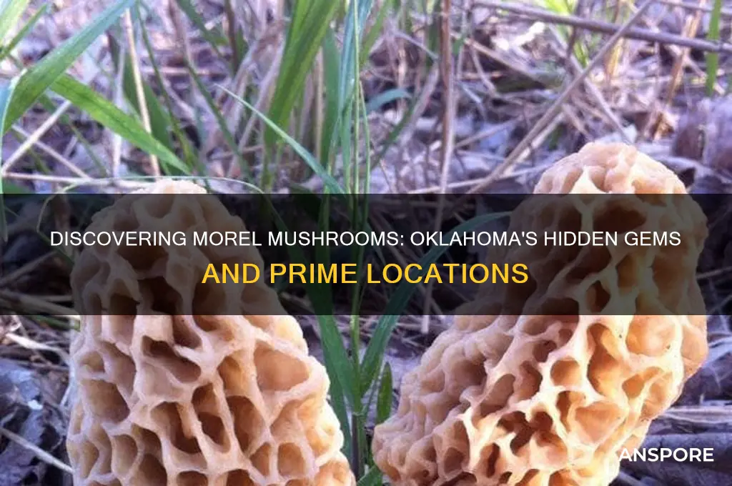 where do you find morel mushrooms in oklahoma