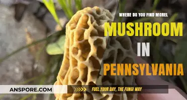 Discovering Pennsylvania's Morel Mushrooms: Prime Spots and Hunting Tips