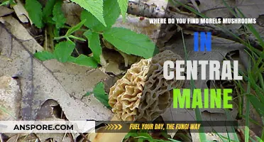 Discovering Central Maine's Hidden Morel Mushrooms: Prime Spots & Tips