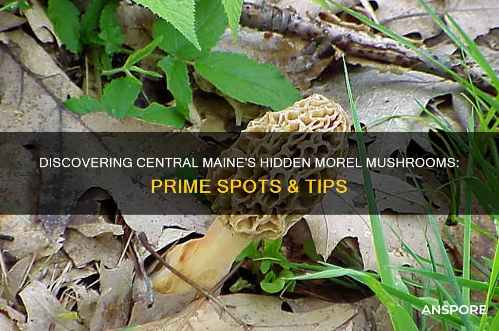 where do you find morels mushrooms in central maine