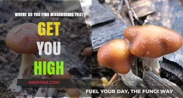 Exploring Nature's Psychedelic Treasures: Where to Find Hallucinogenic Mushrooms