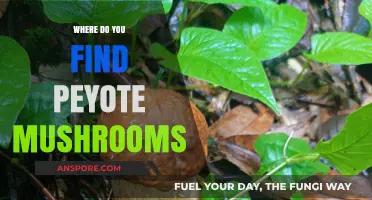 Discovering Peyote Mushrooms: Natural Habitats and Ethical Foraging Practices