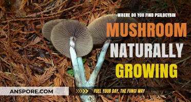 Discovering Psilocybin Mushrooms: Natural Habitats and Wild Growth Locations