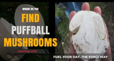 Discovering Puffball Mushrooms: Prime Locations and Foraging Tips
