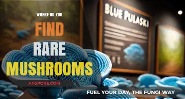 Unveiling Hidden Treasures: Where to Discover Rare and Exotic Mushrooms