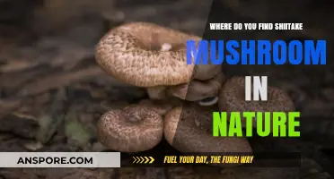 Discovering Shiitake Mushrooms: Natural Habitats and Foraging Tips