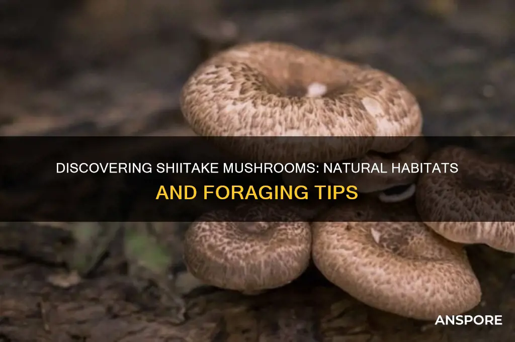 where do you find shiitake mushrooms in nature