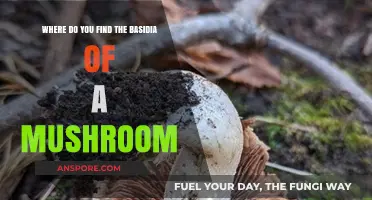 Discovering Mushroom Basidia: Hidden Locations and Identification Tips