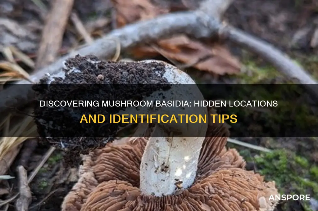 where do you find the basidia of a mushroom