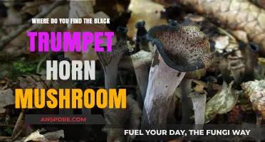 Discovering Black Trumpet Mushrooms: Prime Locations for Foraging Success