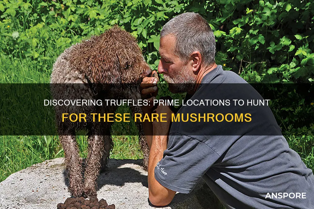 where do you find truffle mushrooms