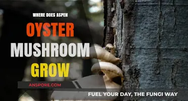 Discovering Aspen Oyster Mushrooms: Natural Habitats and Growth Conditions