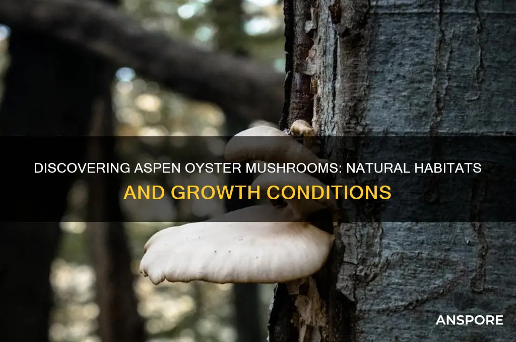 where does aspen oyster mushroom grow
