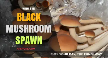 Finding Black Mushrooms: Spawn Locations and Tips