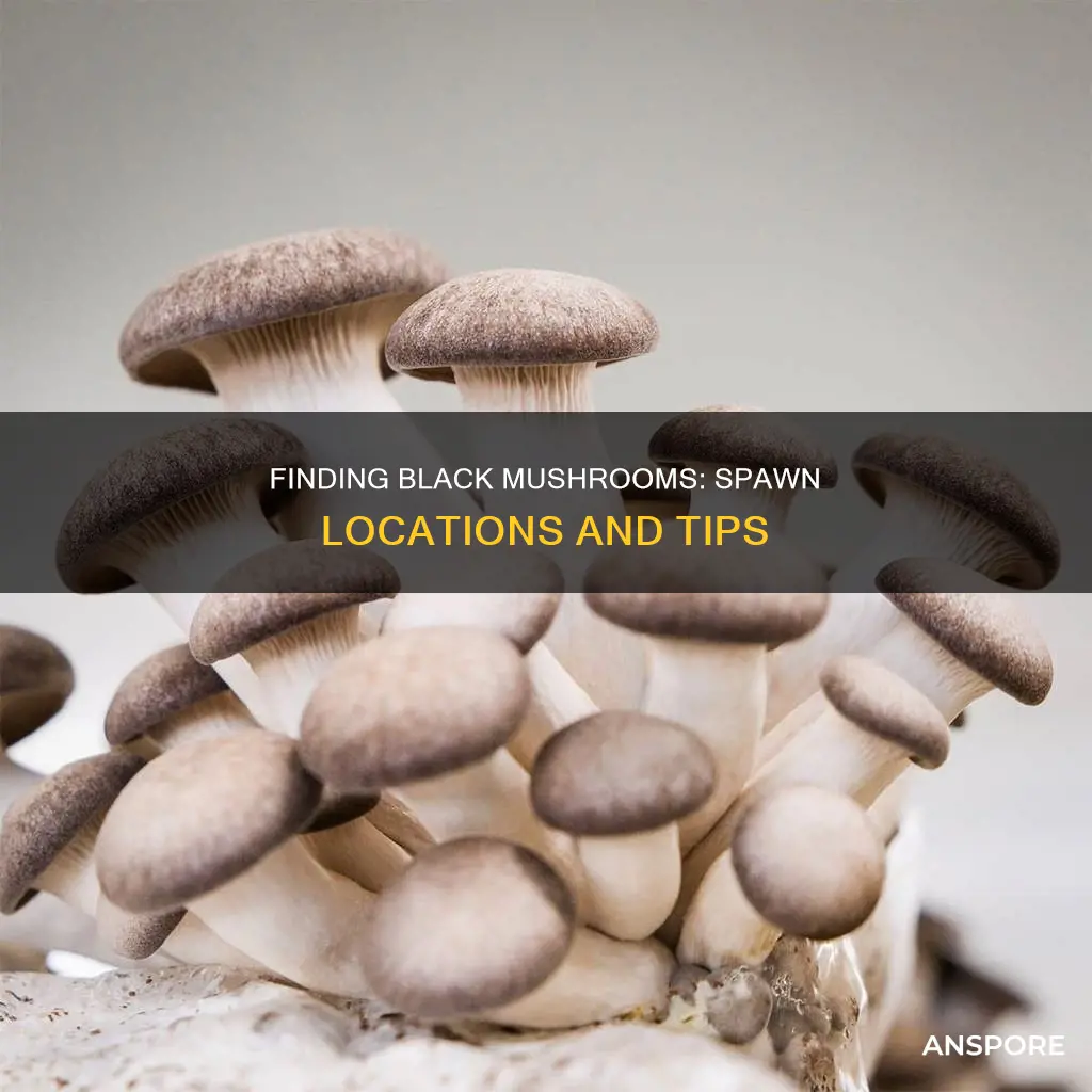 where does black mushroom spawn