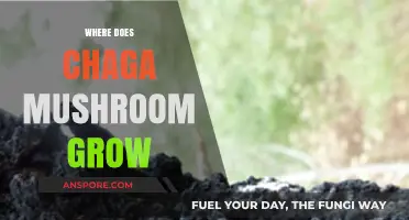 Discovering Chaga Mushroom: Natural Habitats and Growth Conditions Explained
