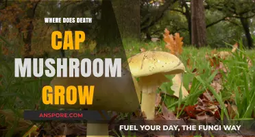 Where Death Cap Mushrooms Thrive: Habitats and Growing Conditions Explained