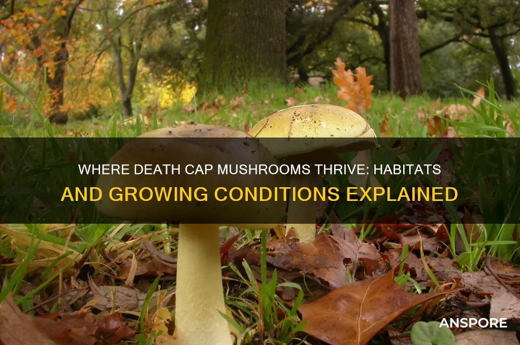 where does death cap mushroom grow