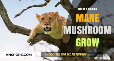 Discovering Lion's Mane Mushrooms: Natural Habitats and Growing Conditions