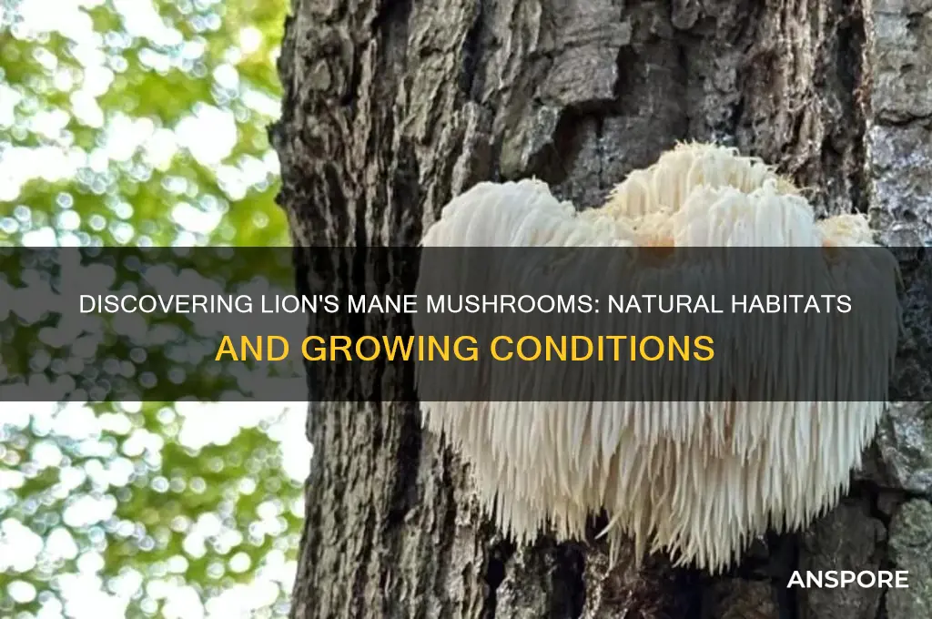 where does lion mane mushrooms grow