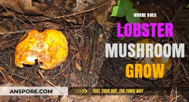 Discovering the Unique Habitat of Lobster Mushrooms in the Wild