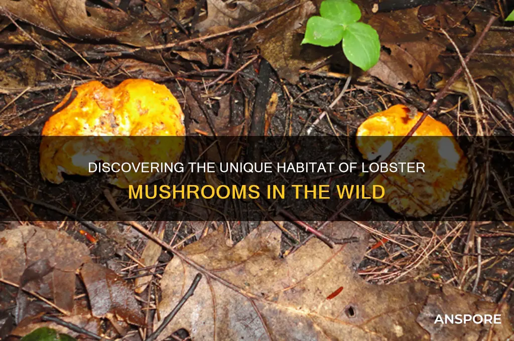 where does lobster mushroom grow