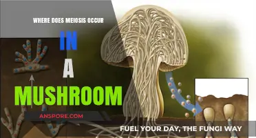 Meiosis in Mushrooms: Unveiling the Location of Genetic Recombination