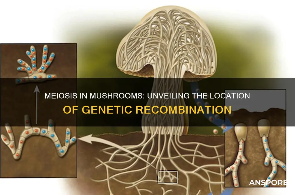 where does meiosis occur in a mushroom