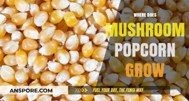 Unveiling the Surprising Origins of Mushroom Popcorn: A Tasty Discovery
