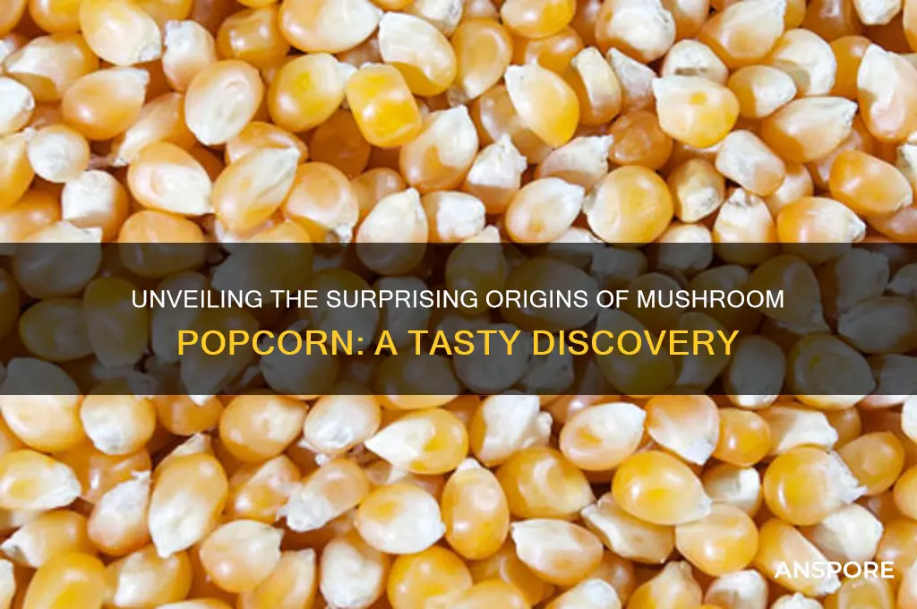 where does mushroom popcorn grow