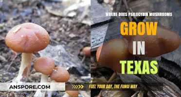 Exploring Texas: Natural Habitats of Psilocybin Mushrooms Revealed