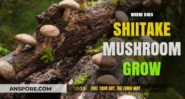 Discovering Shiitake Mushrooms: Natural Habitats and Optimal Growing Conditions
