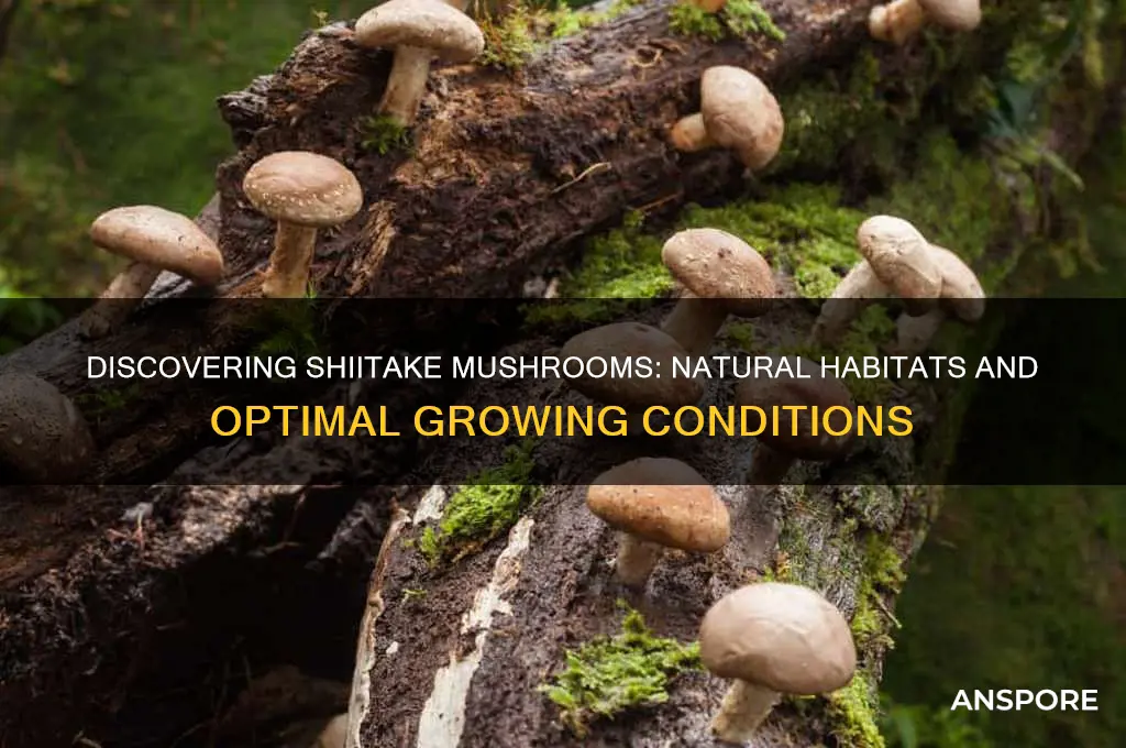 where does shiitake mushrooms grow