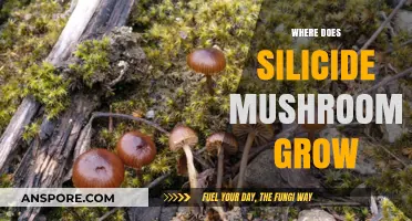 Unveiling the Mysterious Habitats of Silicide Mushrooms: Where They Thrive