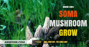 Discovering Soma Mushroom: Natural Habitats and Growth Conditions Explained