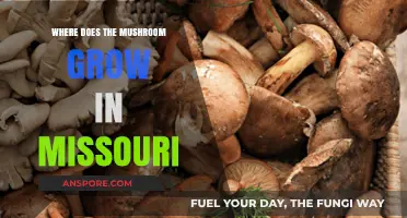 Discovering Missouri's Mushroom Habitats: Where and When They Thrive