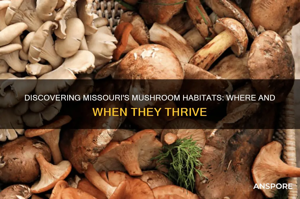where does the mushroom grow in missouri