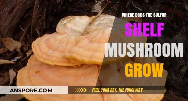 Where Does the Sulfur Shelf Mushroom Grow: Habitat and Distribution