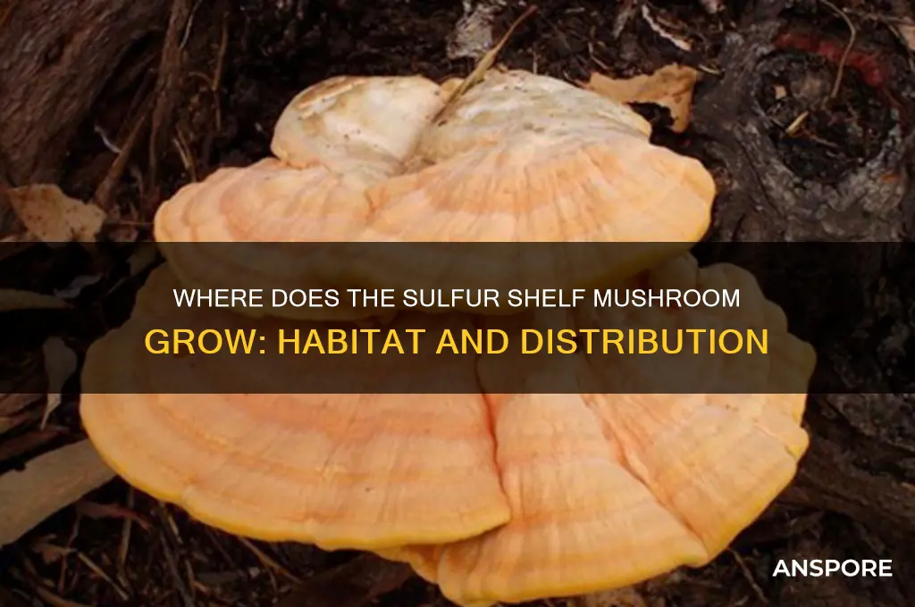 where does the sulfur shelf mushroom grow