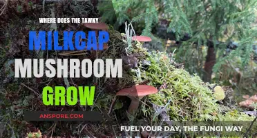 Discovering the Natural Habitats of Tawny Milkcap Mushrooms Worldwide