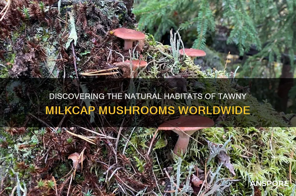 where does the tawny milkcap mushroom grow