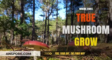 Discovering the Natural Habitats: Where True Mushrooms Thrive and Grow
