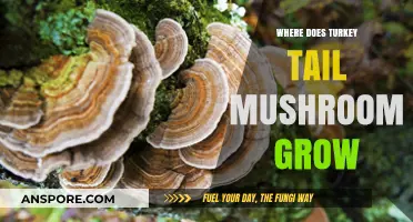 Discovering Turkey Tail Mushroom: Natural Habitats and Growth Conditions Explained