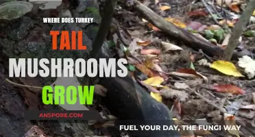 Discovering Turkey Tail Mushrooms: Natural Habitats and Growth Conditions Explained