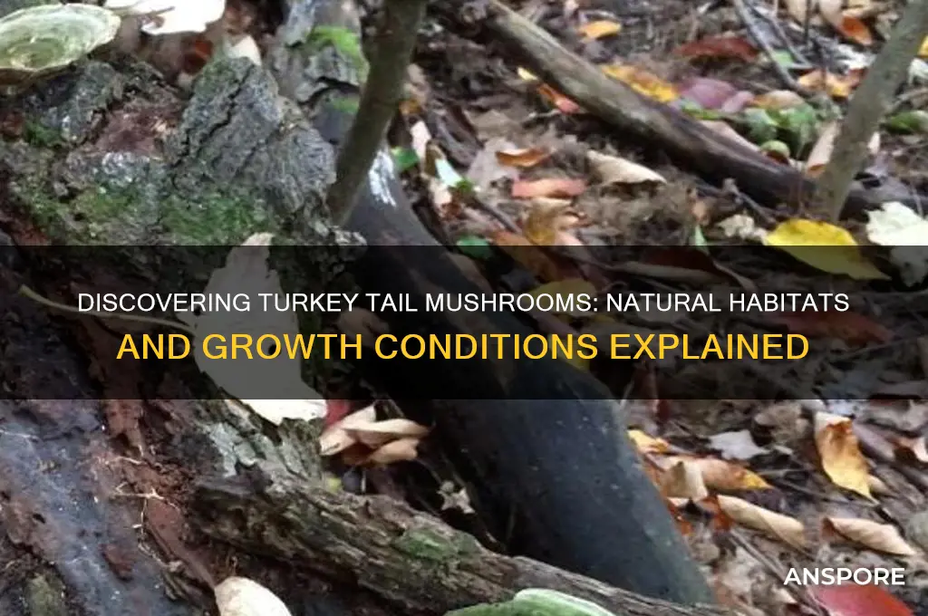 where does turkey tail mushrooms grow
