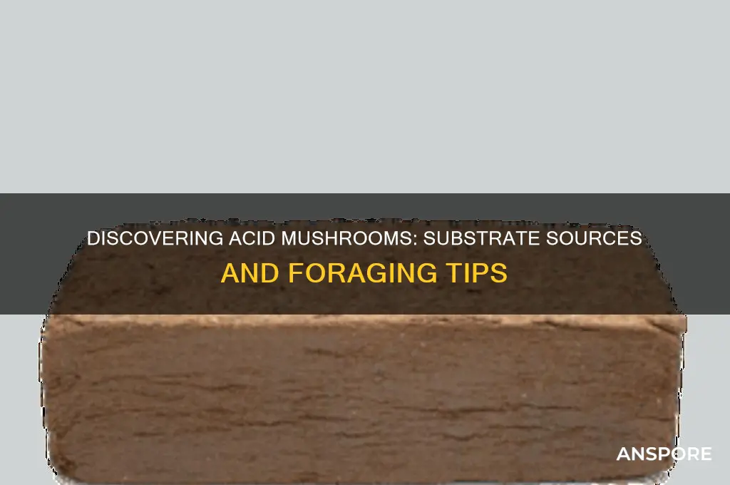 where find acid mushrooms sub