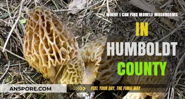 Discovering Morel Mushrooms in Humboldt County: Top Foraging Spots