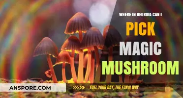 Exploring Georgia's Forested Hotspots for Magic Mushroom Foraging Adventures