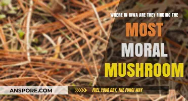 Iowa's Top Spots for Ethically Foraged, Delicious Wild Mushrooms