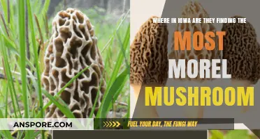 Iowa's Morel Hotspots: Top Locations for Abundant Mushroom Harvests